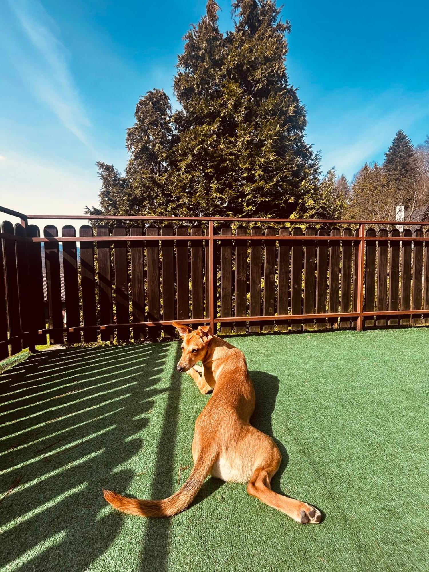 Willa Karolinka Stroza - Pet Friendly Мишлєніце Екстер'єр фото